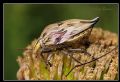 Odontotarsus caudatus